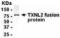 Glutaredoxin 3 antibody, XW-8000, ProSci, Western Blot image 