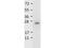 IL-27 antibody, TA319518, Origene, Western Blot image 