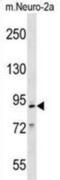 Minichromosome Maintenance Complex Component 2 antibody, abx030858, Abbexa, Western Blot image 