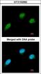C-Terminal Binding Protein 2 antibody, LS-C185495, Lifespan Biosciences, Immunocytochemistry image 