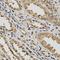 Galectin 3 antibody, LS-C331481, Lifespan Biosciences, Immunohistochemistry frozen image 