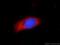 Pyrroline-5-Carboxylate Reductase 2 antibody, 55060-1-AP, Proteintech Group, Immunofluorescence image 