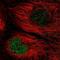 TNF Alpha Induced Protein 8 antibody, NBP2-33814, Novus Biologicals, Immunofluorescence image 