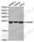 High Mobility Group Box 1 antibody, A0719, ABclonal Technology, Western Blot image 