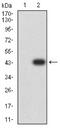 CD2 Molecule antibody, NBP2-61727, Novus Biologicals, Western Blot image 