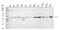 Autophagy Related 4B Cysteine Peptidase antibody, A02885-1, Boster Biological Technology, Western Blot image 