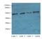 Sphingosine-1-Phosphate Receptor 1 antibody, LS-C370277, Lifespan Biosciences, Western Blot image 