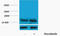 Histone H3 antibody, STJ97139, St John