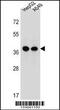 ER Lipid Raft Associated 1 antibody, 56-838, ProSci, Western Blot image 