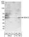 Histone deacetylase 3 antibody, A300-464A, Bethyl Labs, Western Blot image 