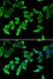 MutL Homolog 1 antibody, LS-C330874, Lifespan Biosciences, Immunofluorescence image 