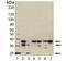 Caspase 7 antibody, NBP1-19229, Novus Biologicals, Western Blot image 