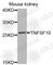 TNF Superfamily Member 10 antibody, A2138, ABclonal Technology, Western Blot image 