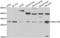 ATP Synthase C Subunit Lysine N-Methyltransferase antibody, LS-C349119, Lifespan Biosciences, Western Blot image 