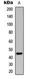 Ubiquitin Like Modifier Activating Enzyme 5 antibody, orb304654, Biorbyt, Western Blot image 