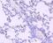 HLF antibody, A01248, Boster Biological Technology, Immunohistochemistry frozen image 