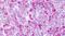 G Protein-Coupled Receptor 139 antibody, PA5-33631, Invitrogen Antibodies, Immunohistochemistry frozen image 
