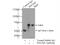 PDZ And LIM Domain 5 antibody, 10530-1-AP, Proteintech Group, Immunoprecipitation image 