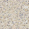 NADH:Ubiquinone Oxidoreductase Subunit A13 antibody, LS-B14892, Lifespan Biosciences, Immunohistochemistry frozen image 