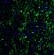 Hes Family BHLH Transcription Factor 5 antibody, NBP2-41305, Novus Biologicals, Immunocytochemistry image 