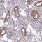 Mitochondrial Ribosomal Protein L21 antibody, PA5-62451, Invitrogen Antibodies, Immunohistochemistry paraffin image 