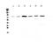 Centrosomal Protein 68 antibody, A01704-1, Boster Biological Technology, Western Blot image 