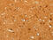 POU Class 5 Homeobox 1 antibody, CSB-PA550936, Cusabio, Immunohistochemistry paraffin image 