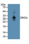 Myelin Protein Zero antibody, LS-B13335, Lifespan Biosciences, Western Blot image 