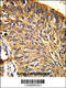 Peroxiredoxin 3 antibody, 61-604, ProSci, Immunohistochemistry paraffin image 