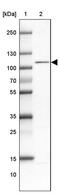 WW Domain Binding Protein 11 antibody, PA5-61236, Invitrogen Antibodies, Western Blot image 