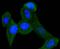 Phosphatidylethanolamine-binding protein 1 antibody, GTX01163, GeneTex, Immunofluorescence image 