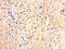 Junctophilin 2 antibody, NBP2-66914, Novus Biologicals, Immunohistochemistry paraffin image 