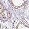 Tektin 1 antibody, NBP1-92487, Novus Biologicals, Immunohistochemistry frozen image 