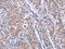 Activity Regulated Cytoskeleton Associated Protein antibody, CSB-PA786870, Cusabio, Immunohistochemistry frozen image 