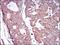 Colony Stimulating Factor 1 Receptor antibody, NBP2-37289, Novus Biologicals, Immunohistochemistry paraffin image 