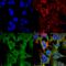 Sodium Voltage-Gated Channel Beta Subunit 2 antibody, SMC-485D-P594, StressMarq, Immunofluorescence image 