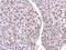 Copper homeostasis protein cutC homolog antibody, NBP2-16038, Novus Biologicals, Immunohistochemistry paraffin image 