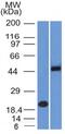 Paired Box 8 antibody, GTX34962, GeneTex, Western Blot image 