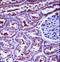HtrA Serine Peptidase 2 antibody, LS-C165088, Lifespan Biosciences, Immunohistochemistry paraffin image 