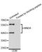 Myeloid Cell Nuclear Differentiation Antigen antibody, STJ24595, St John