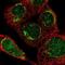 Aspartyl-TRNA Synthetase 2, Mitochondrial antibody, NBP1-83854, Novus Biologicals, Immunofluorescence image 