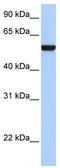 Interferon Related Developmental Regulator 1 antibody, TA335015, Origene, Western Blot image 