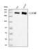 L1 Cell Adhesion Molecule antibody, A00729-4, Boster Biological Technology, Western Blot image 