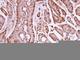 Annexin A5 antibody, GTX103250, GeneTex, Immunohistochemistry paraffin image 