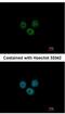 RCC1 And BTB Domain Containing Protein 1 antibody, NBP2-20116, Novus Biologicals, Immunocytochemistry image 