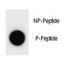 p21 antibody, F40069-0.4ML, NSJ Bioreagents, Dot Blot image 