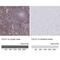 C-C Motif Chemokine Ligand 21 antibody, NBP2-37928, Novus Biologicals, Immunohistochemistry paraffin image 