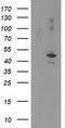 Eukaryotic Translation Initiation Factor 2B Subunit Gamma antibody, TA503562S, Origene, Western Blot image 