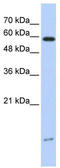 Dynein Light Chain LC8-Type 1 antibody, TA339203, Origene, Western Blot image 