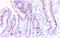 Mucin 2, Oligomeric Mucus/Gel-Forming antibody, AM33118PU-T, Origene, Immunohistochemistry paraffin image 